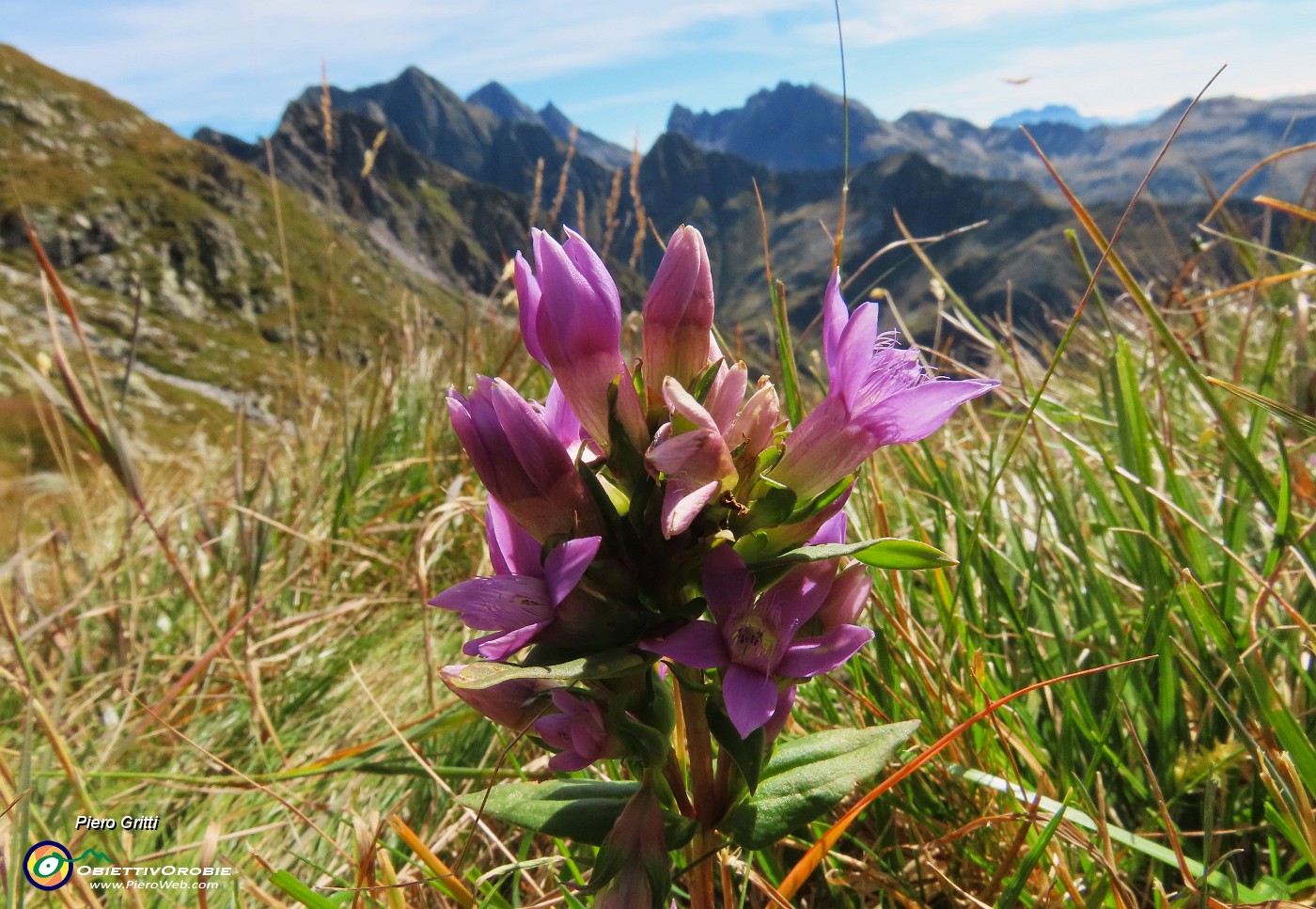 20 Gentiana anisodonta ramosa con vista verso il Pizzo del Diavolo .JPG